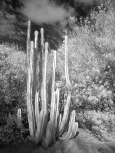 Phoenix Zoo Cactus